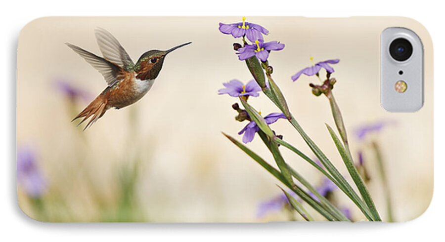 Rufous Hummingbird iPhone 7 Case featuring the photograph Blue-eyed Grass Wildflowers and Rufous Hummingbird by Susan Gary