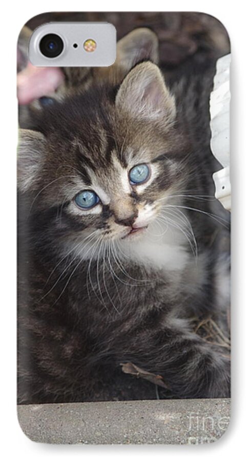 Kitten iPhone 7 Case featuring the photograph Blue eyes by Tannis Baldwin