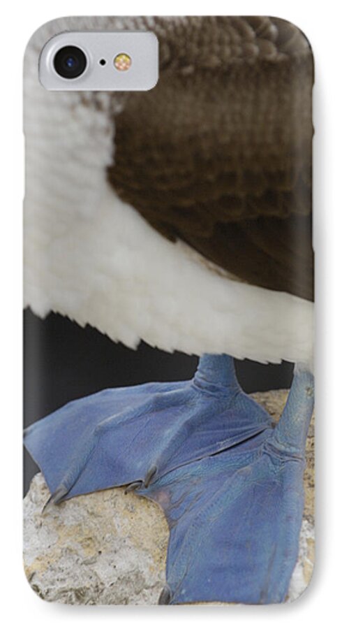 Mp iPhone 7 Case featuring the photograph Blue-footed Booby Sula Nebouxii by Pete Oxford