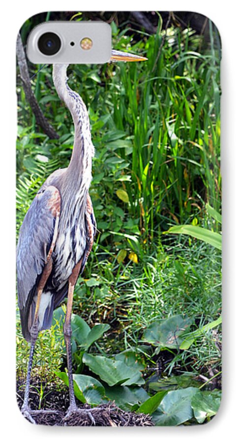 Blue Heron iPhone 7 Case featuring the photograph Blue Heron at the Everglades by Pravine Chester