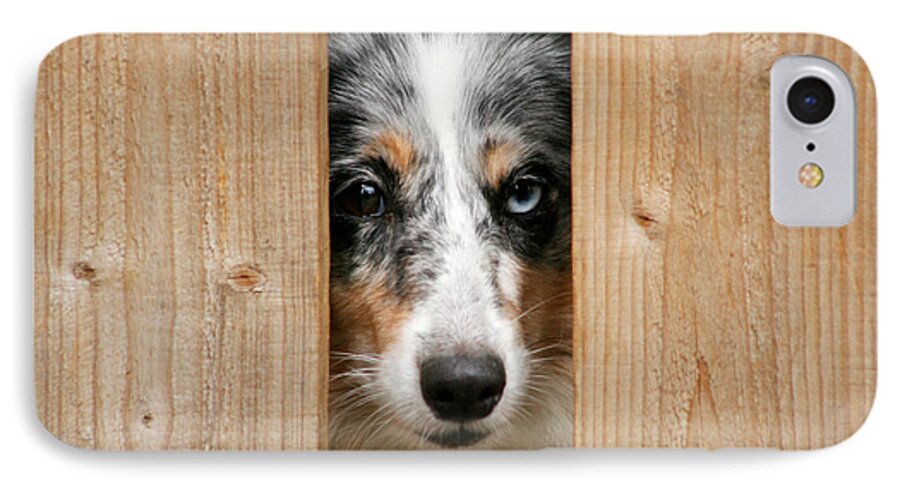 Dog iPhone 7 Case featuring the photograph Blue merle sheltie by Kati Finell