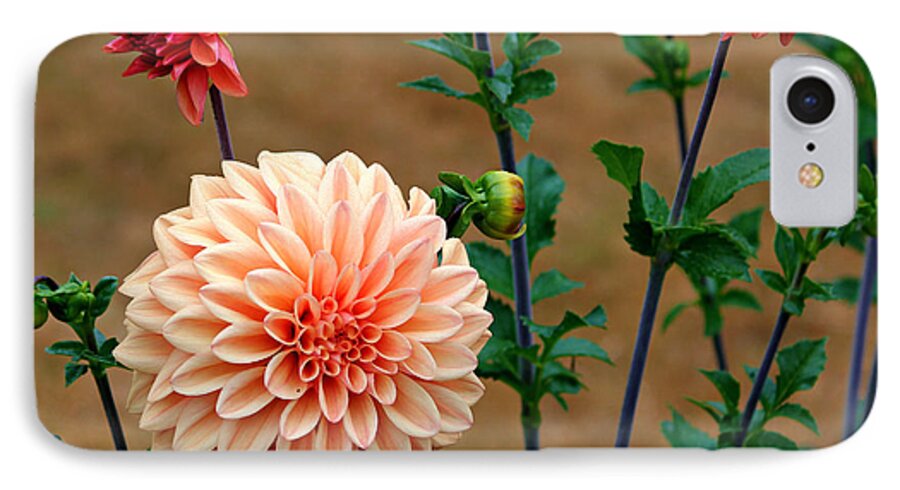 Dahlia iPhone 7 Case featuring the photograph Bodaciously Orange by Jeanette C Landstrom