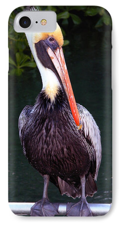 Brown Pelican iPhone 7 Case featuring the photograph Brown Pelican Islamorada by Maureen E Ritter