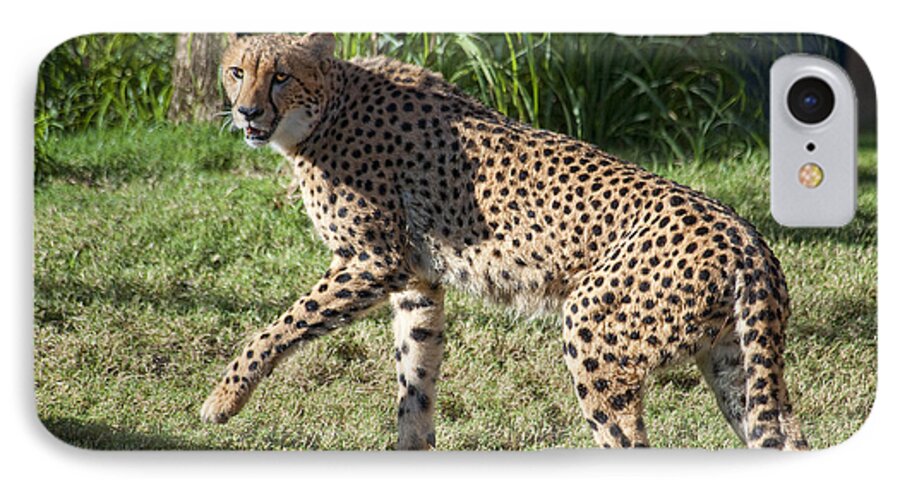 Cheetah iPhone 7 Case featuring the photograph Cheetah Looking by Keith Lovejoy