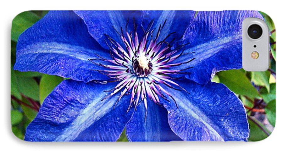 Clematis iPhone 7 Case featuring the photograph Clematis by Nick Kloepping