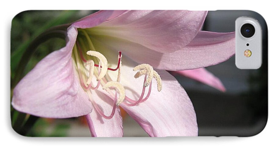 Crinum Lily iPhone 7 Case featuring the photograph Crinum Lily named Powellii by J McCombie