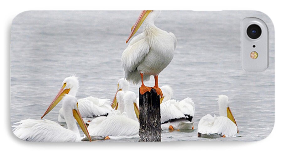 White Pelicans iPhone 7 Case featuring the photograph Cute feet by Maria Nesbit