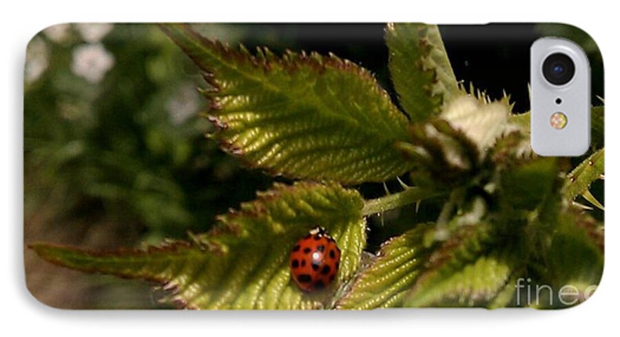 Lady Bug iPhone 7 Case featuring the photograph Cute red ladybug by Garnett Jaeger