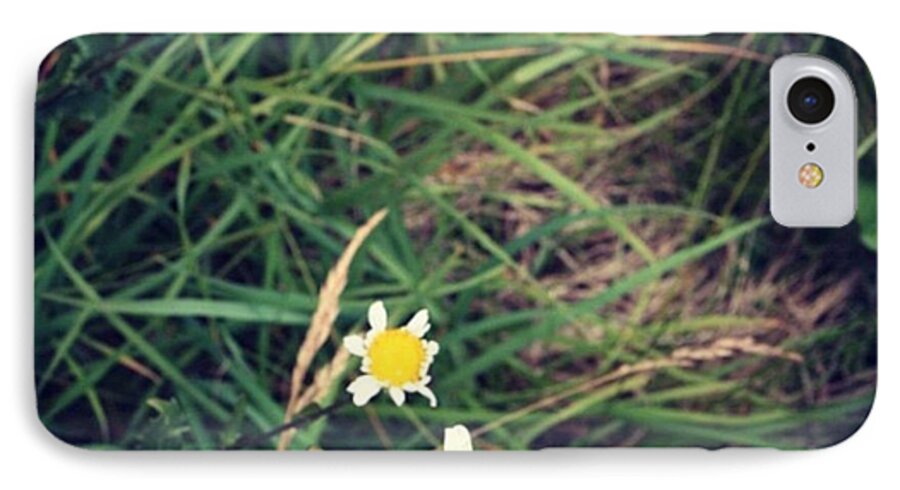  iPhone 7 Case featuring the photograph Daisies by Chris Jones