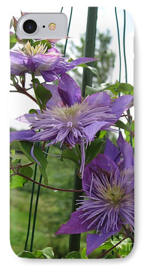 Double Clematis iPhone 7 Case featuring the photograph Double Clematis named Crystal Fountain by J McCombie