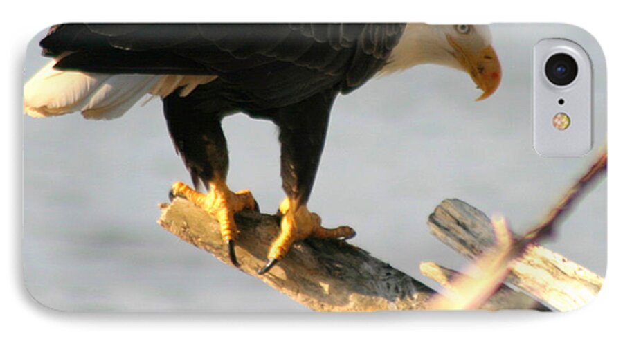 Bald Eagle iPhone 7 Case featuring the photograph Eagle On His Perch by Kym Backland