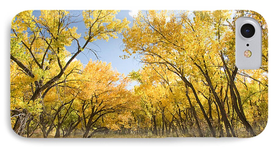 Fall Leaves iPhone 7 Case featuring the photograph Fall Leaves in New Mexico by Shane Kelly