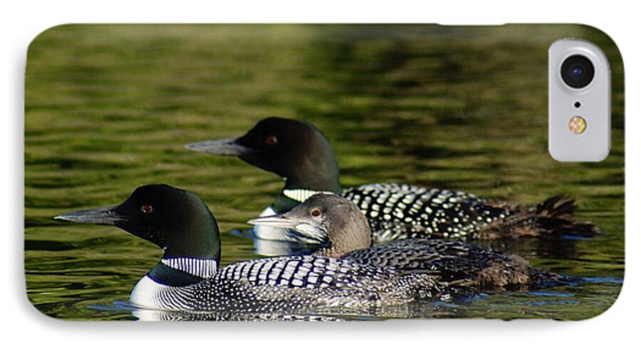 Loons iPhone 7 Case featuring the photograph Family Swim by Steven Clipperton