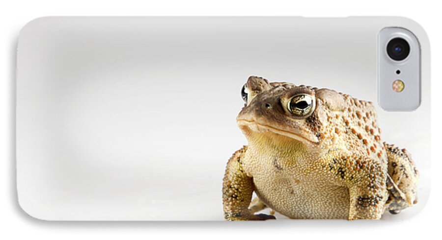 Toad iPhone 7 Case featuring the photograph Fat Toad by John Crothers