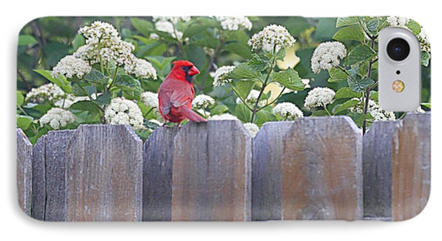 Cardinal iPhone 7 Case featuring the photograph Fence Top by Elizabeth Winter
