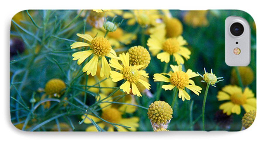 Daisy Canvas Prints iPhone 7 Case featuring the photograph Field of Yellow Daisies by Ester McGuire