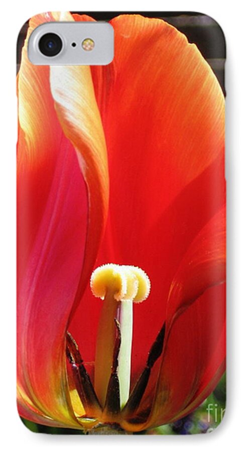 Tulip iPhone 7 Case featuring the photograph Flame by Rory Siegel