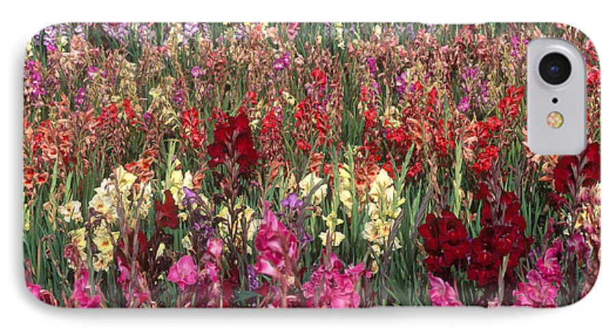 Nature iPhone 7 Case featuring the photograph Gladioli Garden in Early Fall by Yva Momatiuk and John Eastcott and Photo Researchers 