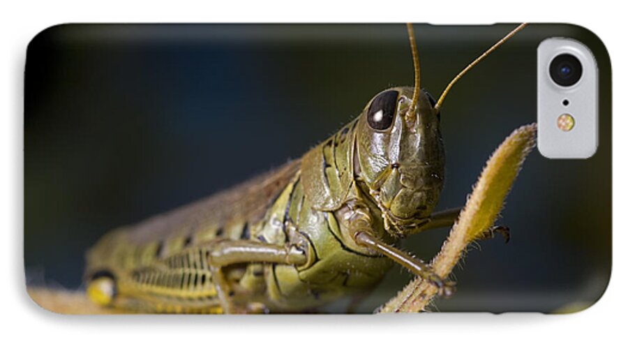 Grasshopper iPhone 7 Case featuring the photograph Grasshopper by Art Whitton