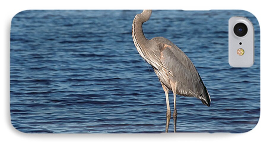 Great Blue Heron iPhone 7 Case featuring the photograph Great Blue Heron by Art Whitton