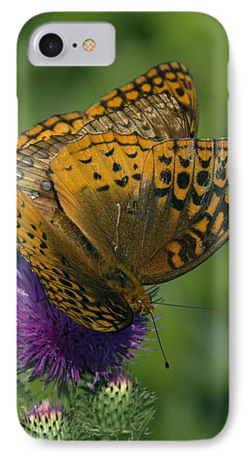 Nature iPhone 7 Case featuring the photograph Great Spangled Fritillaries on Thistle DIN108 by Gerry Gantt