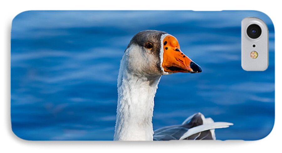 Geese iPhone 7 Case featuring the photograph Greater White-Fronted Goose Looking for a Mate by Ann Murphy