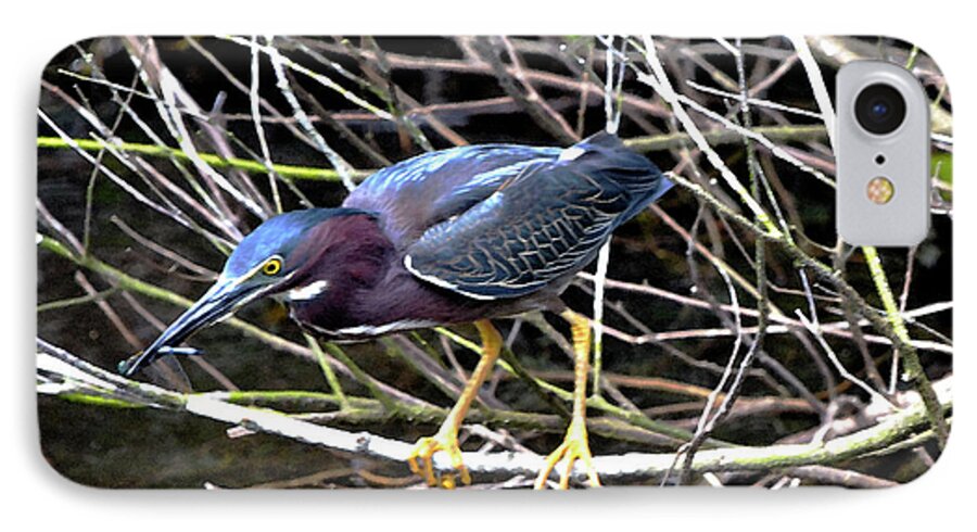Green Heron iPhone 7 Case featuring the photograph Green Heron by Pravine Chester