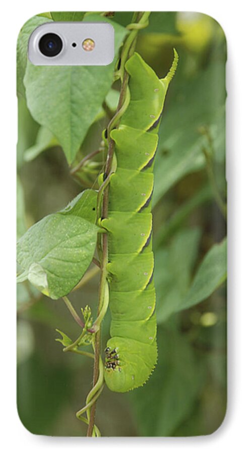 Tomato Hornworm iPhone 7 Case featuring the photograph Hangin' Around by Kay Lovingood