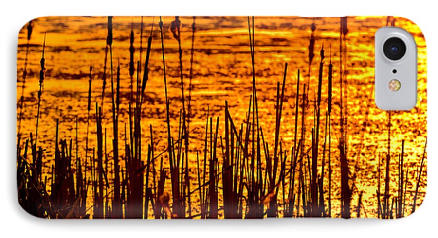Horicon iPhone 7 Case featuring the photograph Horicon Cattail Marsh Wisconsin by Steve Gadomski