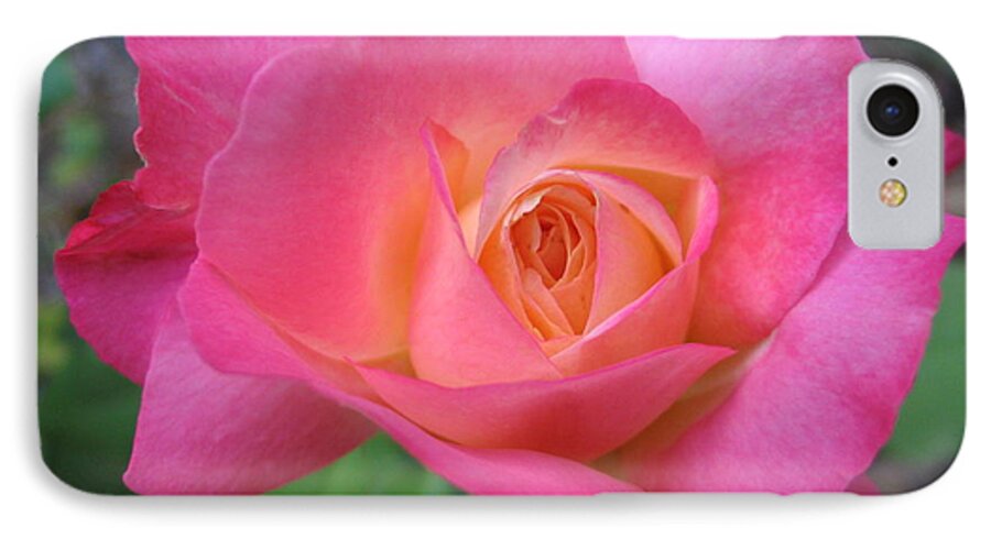 Rose iPhone 7 Case featuring the photograph Hot One by Mark Robbins