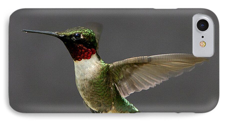 Hummingbird iPhone 7 Case featuring the photograph Hummingbird 1 by John Crothers