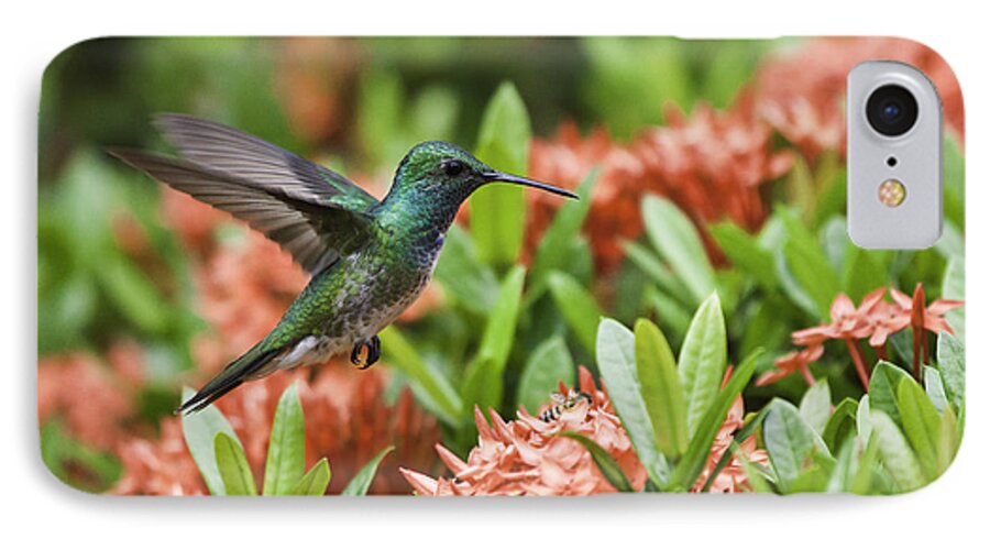 Hummingbird iPhone 7 Case featuring the photograph Hummingbird Flying over red flowers by Craig Lapsley