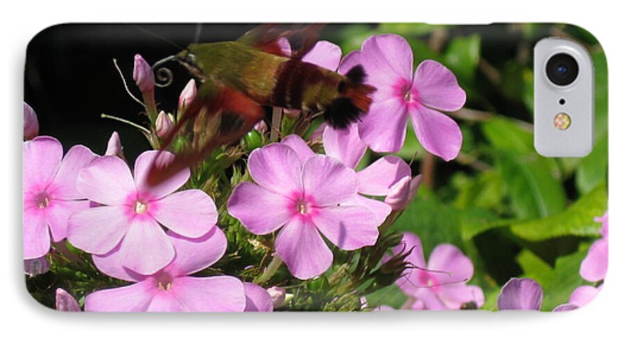 Hummingbird Moth iPhone 7 Case featuring the photograph Hummingbird Moth by Nancy Patterson