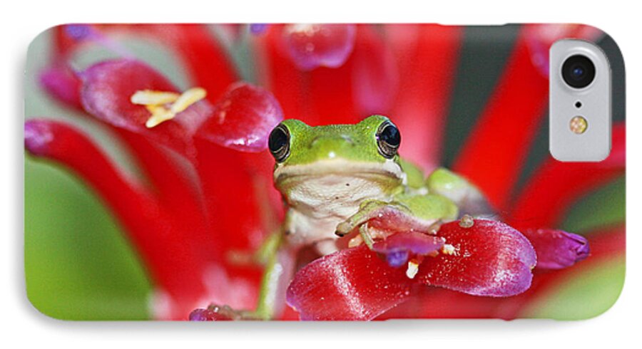 Frog On Bromelaid Print iPhone 7 Case featuring the photograph Kiss a Prince Frog by Luana K Perez