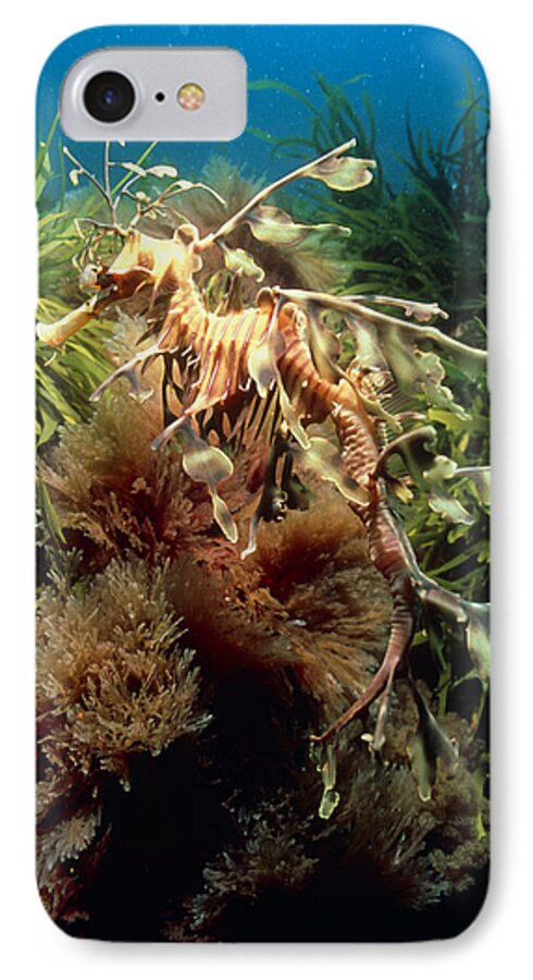 Leafy Sea Dragon iPhone 7 Case featuring the photograph Leafy Sea Dragon by Peter Scoones