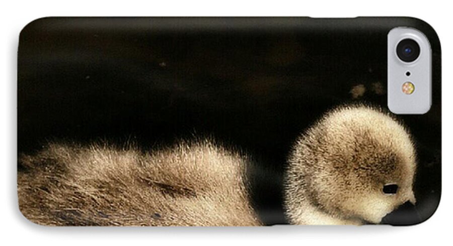 Cygnet iPhone 7 Case featuring the photograph Lone Cygnet by Abbie Shores