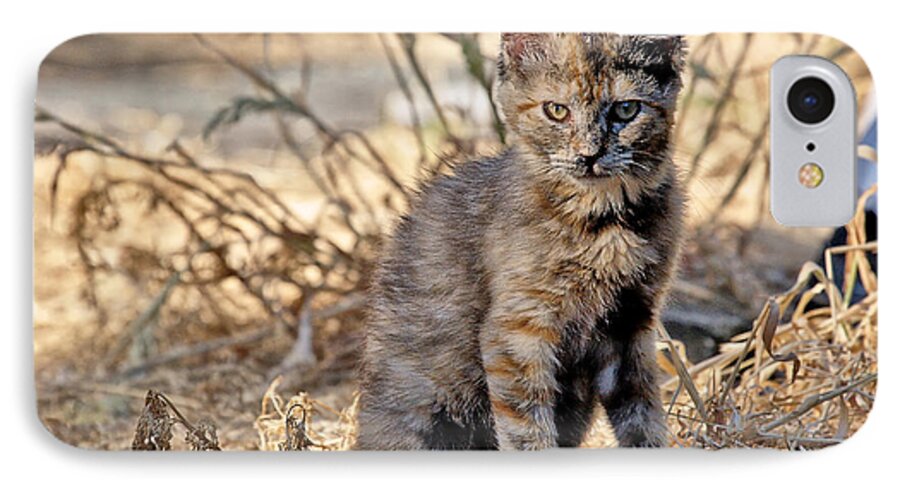 Photo iPhone 7 Case featuring the photograph Lone Feral Kitten by Chriss Pagani