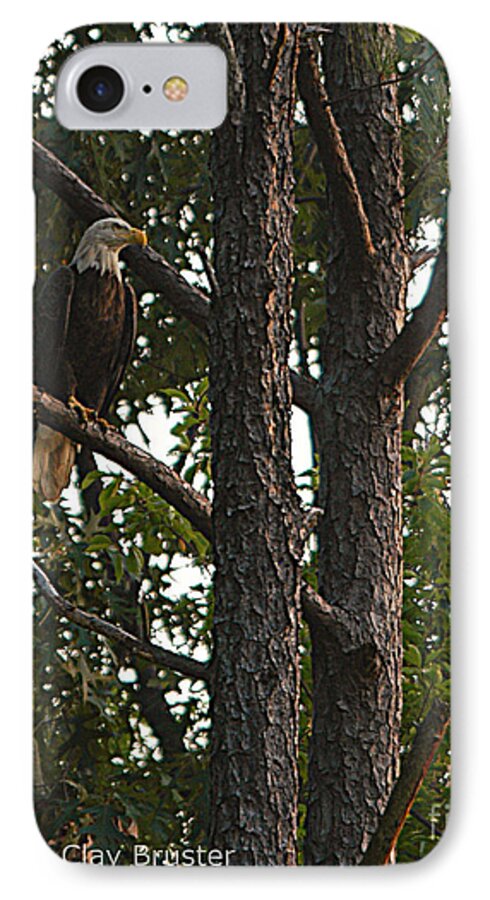 All Rights Reserved iPhone 7 Case featuring the photograph Majestic Bald Eagle by Clayton Bruster