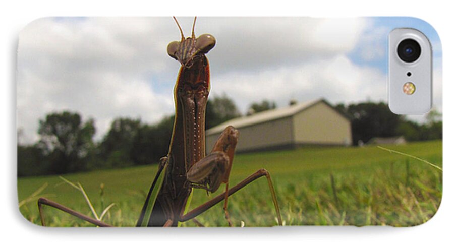 Mantis iPhone 7 Case featuring the photograph Mantis by John Crothers