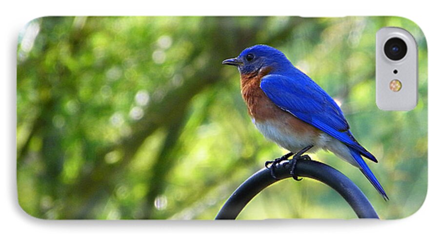 Nature iPhone 7 Case featuring the photograph Mr Bluebird by Judy Wanamaker