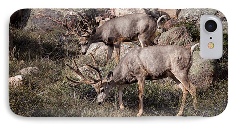 2012 iPhone 7 Case featuring the photograph Mule Deer Bucks by Ronald Lutz