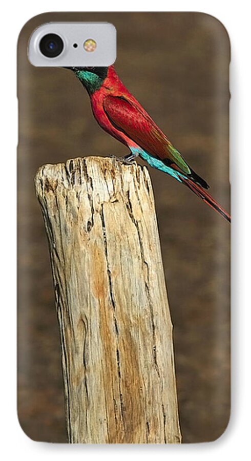 Northern Carmine Bee-eater iPhone 7 Case featuring the photograph Northern Carmine Bee-eater by Tony Beck
