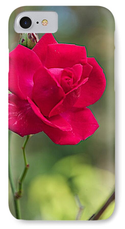 Flower iPhone 7 Case featuring the photograph One Rose by Joseph Yarbrough