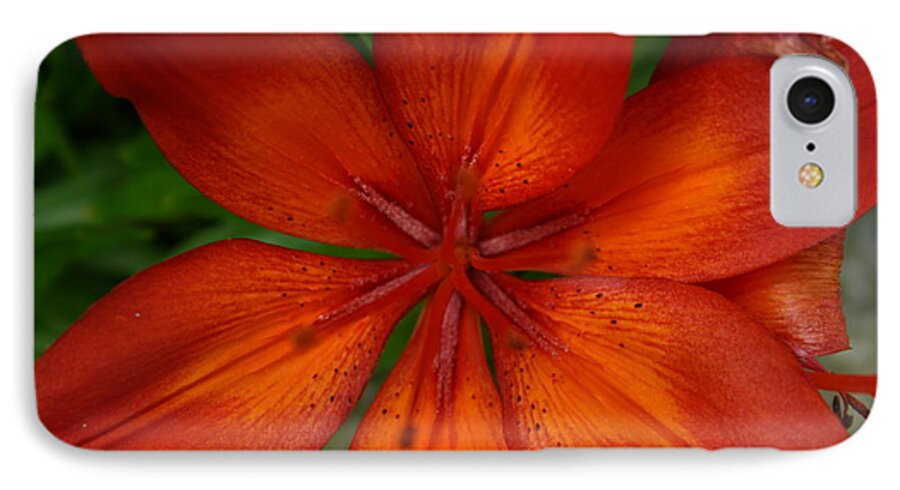 Lily iPhone 7 Case featuring the painting Orange Beauty by Dolores Deal