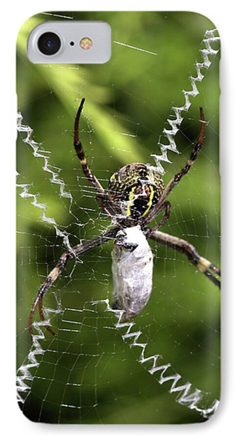 Spider iPhone 7 Case featuring the photograph Orb Weaver by Joy Watson