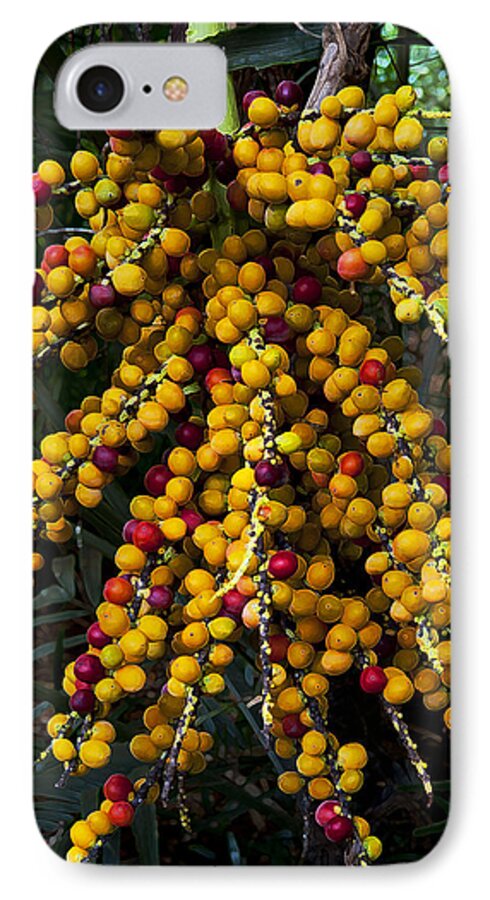 Palm Seed iPhone 7 Case featuring the photograph Palm Seeds Baroque by Steven Sparks