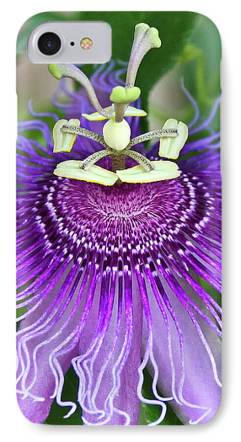 Cultivated Flowers - Plants iPhone 7 Case featuring the photograph Passion Flower by Albert Seger
