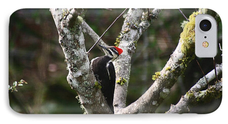Pileated Woodpecker iPhone 7 Case featuring the photograph Pileated Woodpecker in Cherry Tree by Kym Backland