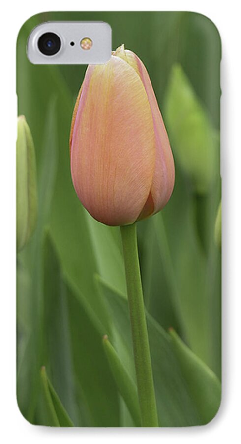 Buds iPhone 7 Case featuring the photograph Pink Tulip with Buds by Betty Denise