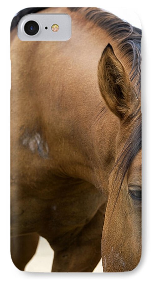 Pony iPhone 7 Case featuring the photograph Curious Pony by Lorraine Devon Wilke